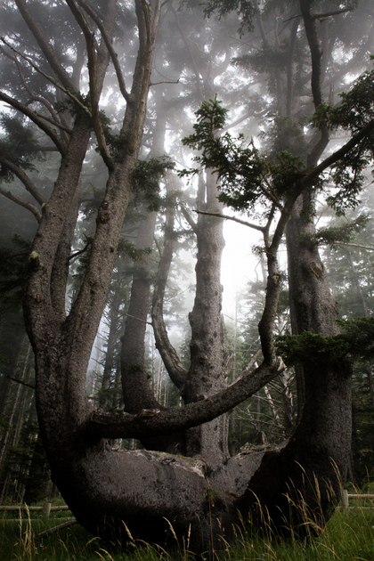 Octopus tree