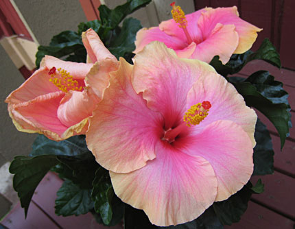 Jenni's Hibiscus Flower.