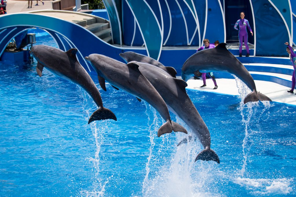 Sea World 022